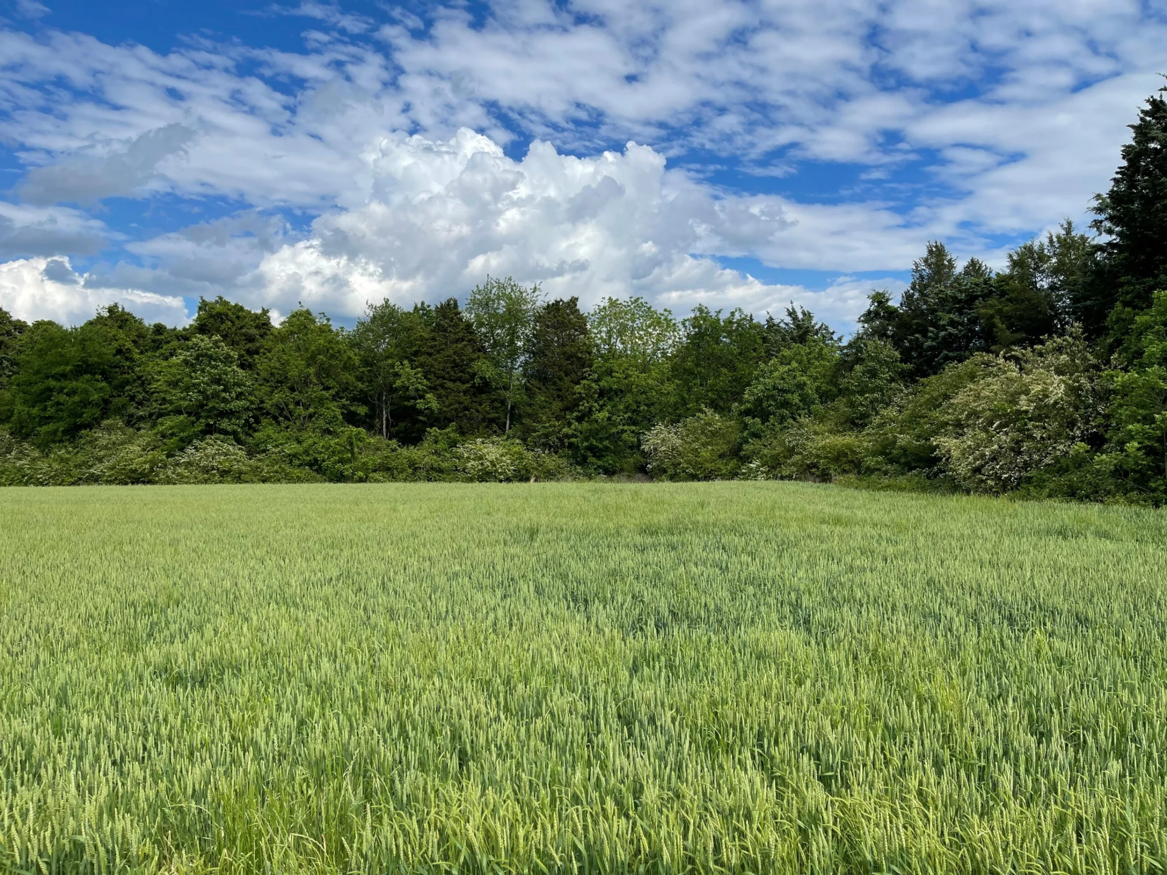 Carolina Lithium (North Carolina, USA)